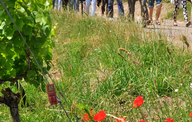 Eine Gruppe wandert durch die Weinberge. Im Vordergrund sieht man außerdem Mohnblumen. | © Thomas Weller