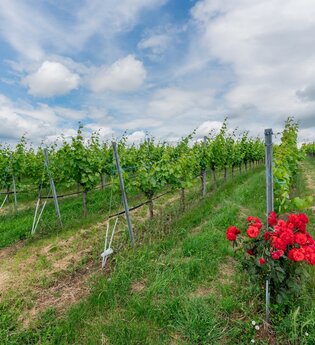 DSGVO NT Neckarwestheim Weinberg WEB | © artofpoggel.de Kristof Poggel