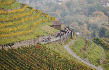 Weinsberger Weinwanderung 2024 | Weinsberger Tal | Veranstaltung | © Tourismus im Weinsberger Tal
