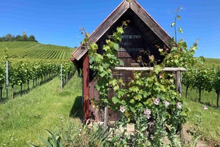 Weinspaziergang & grillen am Wengerthäusle | WeinWanderWochenende 2026