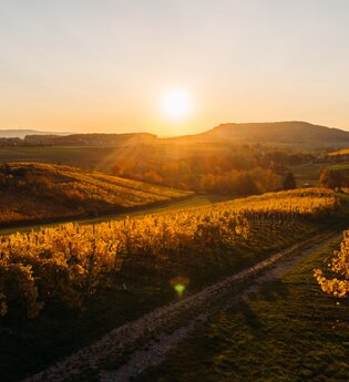 Querfeldein-Weinwanderung-Rolf Willy | © Privatkellerei Rolf Willy
