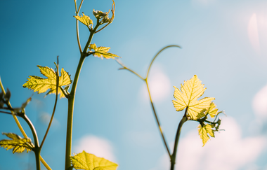 Querfeldein-Weinwanderung-Rolf Willy | © Privatkellerei Rolf Willy