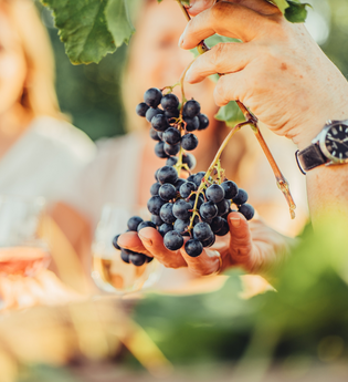 Weintrauben an der Rebe | © Touristikgemeinschaft HeilbronnerLand | Chris Frumolt