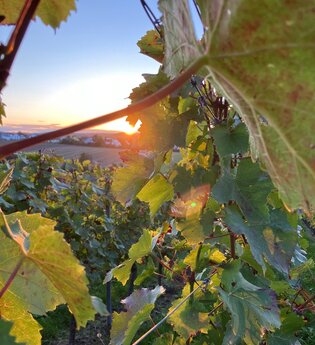 WeinWanderung bei Kerzenschein | © Ute Schmidt