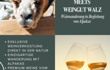 Überblick über die Weinwanderung mit Alpakas und dem Weingut Walz