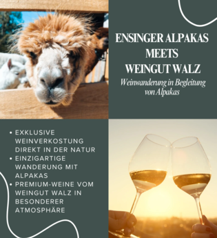 Überblick über die Weinwanderung mit Alpakas und dem Weingut Walz