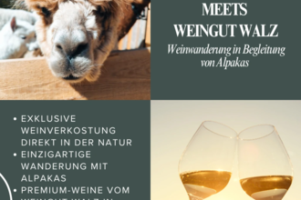 Überblick über die Weinwanderung mit Alpakas und dem Weingut Walz