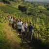 Gruppe von Menschen wandert auf einem schmalen Pfad durch terrassierte Weinberge mit Blick auf eine Stadt im Hintergrund | © WG Schriesheim