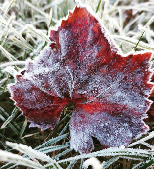 Ein rotes Weinblatt mit Frost bedeckt auf gefrorenem Gras. | © Stadtverwaltung Vaihingen an der Enz