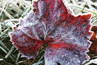Ein rotes Weinblatt mit Frost bedeckt auf gefrorenem Gras. | © Stadtverwaltung Vaihingen an der Enz