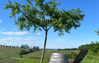 WeinZeit im Dobel | © Gemeinde Sulzfeld