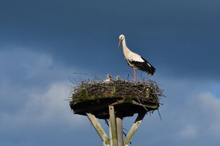 Weißstorch mit Jungen auf Horst | © Stefan Bosch