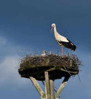 Weißstorch mit Jungen auf Horst | © Stefan Bosch