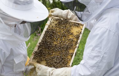 Welt der Biene | © Pixabay