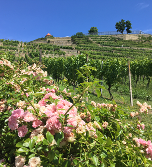 Ausblick über die Weinberge mit Rosensträuchern auf die Burg Hohenasperg | © Daisy Knisel