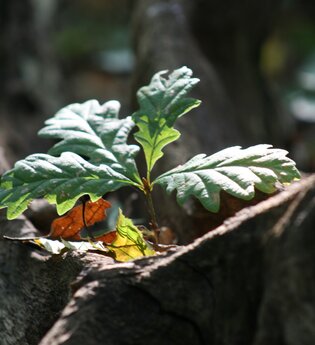 Wertvoll - von Eichen, Holz und mehr