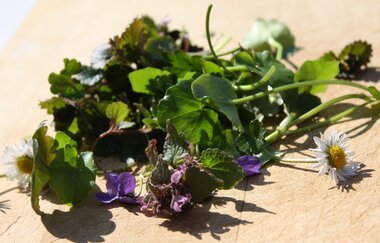 Wiese, Weinberg und Wald im Sommer