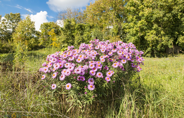 Natur Blumen Wald | © NZT