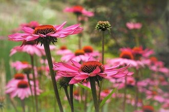 Wild- & Heilkräuter im Herbst | © Tourismusregion Melsunger Land (CC0 pixabay)