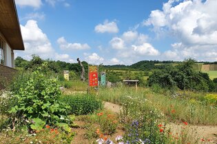 Wildkräuterwelt am Naturparkzentrum Stromberg-Heuchelberg | Zaberfeld | HeilbronnerLand | © Naturpark Stromberg-Heuchelberg