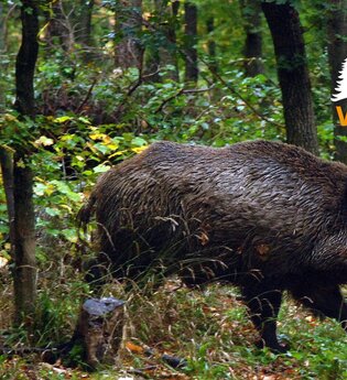 Wilde Sau trifft Wein | © Verband Deutscher Naturparke