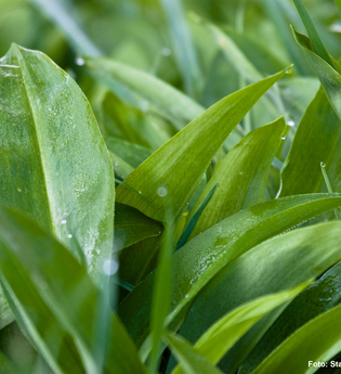 Wilder Frühlingsbote Bärlauch | © Stadt Eberbach/Andreas Held