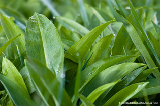 Wilder Frühlingsbote Bärlauch | © Stadt Eberbach/Andreas Held