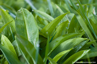 Wilder Frühlingsbote Bärlauch | © Stadt Eberbach/Andreas Held