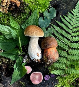 Wildkräuter und Pilze in Heidelberg | © Naturakademie Heidelberg