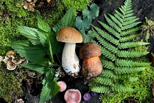 Wildkräuter und Pilze in Heidelberg