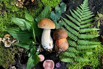Wildkräuter und Pilze in Heidelberg | © Naturakademie Heidelberg