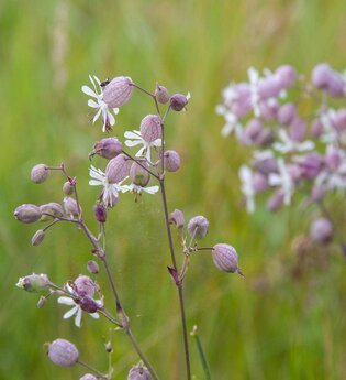 Wildkräuterspaziergang - Delikatessen am Wegesrand | © TMBW