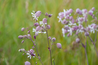 Wildkräuterspaziergang - Delikatessen am Wegesrand | © TMBW