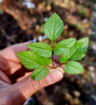 Wildkräutertour für Einsteiger*innen | © Naturakademie Heidelberg