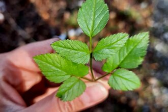 Wildkräutertour für Einsteiger*innen | © Naturakademie Heidelberg
