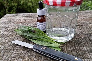 Wildkräutertour: Naturmedizin | © Naturakademie Heidelberg