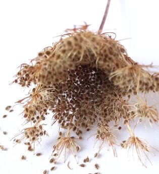 Wildkräutertour: Wilde Samen und Beeren | © Naturakademie Heidelberg