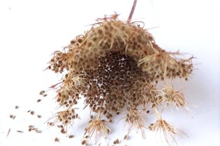 Wildkräutertour: Wilde Samen und Beeren