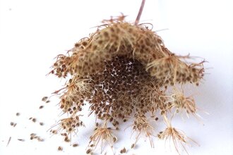 Wildkräutertour: Wilde Samen und Beeren | © Naturakademie Heidelberg
