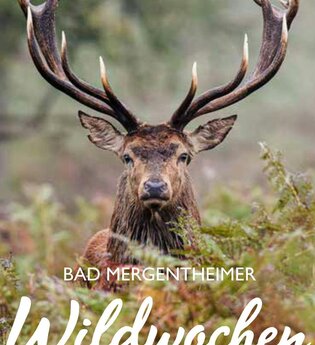 Prächtiger Rothirsch schaut direkt in die Kamera. | © Stadt Bad Mergentheim