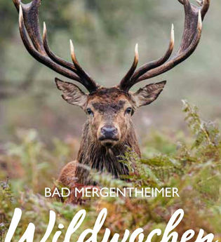 Prächtiger Rothirsch schaut direkt in die Kamera. | © Stadt Bad Mergentheim