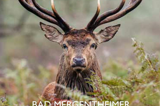 Prächtiger Rothirsch schaut direkt in die Kamera. | © Stadt Bad Mergentheim