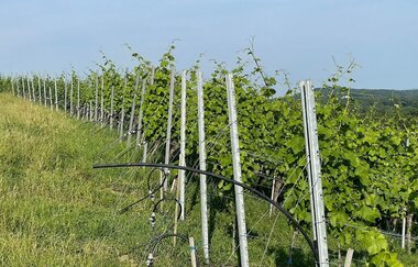 WineWalk | © Weingut Jaggy