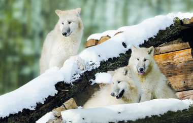 WinterWunderWald | © Erlebnispark Tripsdrill