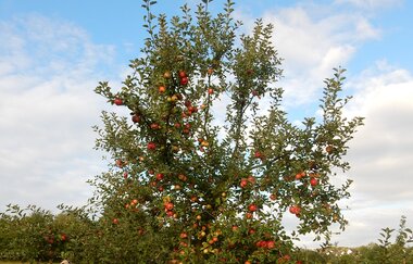 Wüstenroter Höhentouren | Herbstfrüchte und deren Zaubertrank