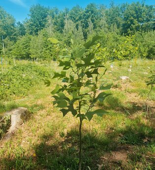 Zukunftsbäume - eine Lösung für unseren Wald | © Roland Fischer