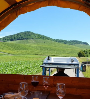 Zur Rebblüte in die Weinberge | © Weingut Weiberle