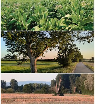 Zwischen Tabakgeschichte und Naturerlebnis - Eine Radtour rund um Hockenheim