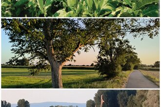 Zwischen Tabakgeschichte und Naturerlebnis - Eine Radtour rund um Hockenheim