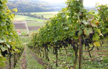 Weinberge bei Klepsau | © Heimat & Kultur e.V.